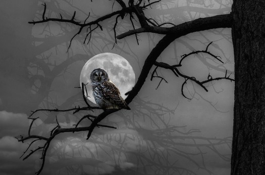 Owl Composite 2 copy