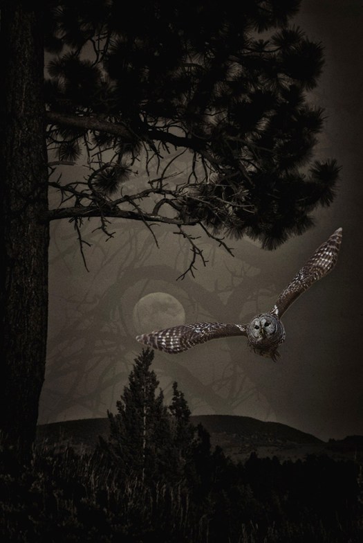 Owl composite