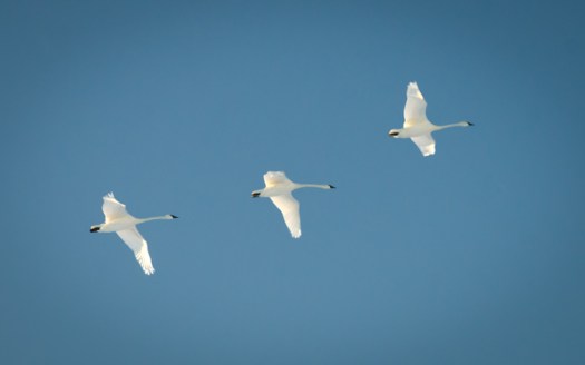 Maralee_Park_140223_61306-Edit