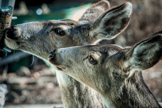 Maralee_Park_140307_61489