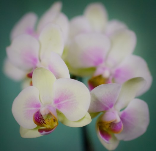 Maralee_Park_140308_61511-Edit