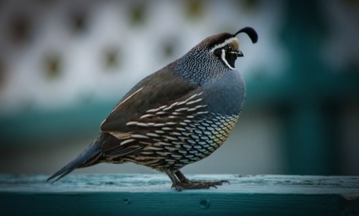 Maralee_Park_140316_61628-Edit