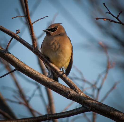 Maralee_Park_140323_61821-Edit