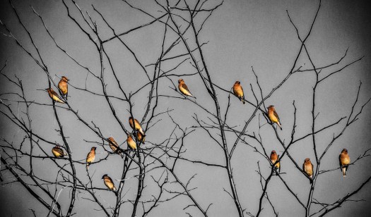 Maralee_Park_140323_61837-Edit-2