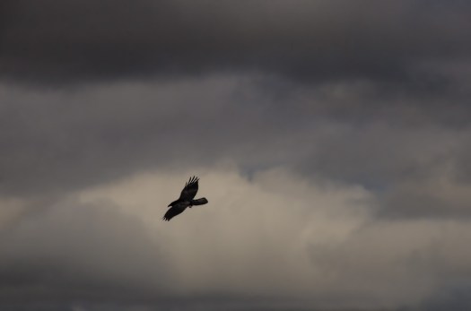 Maralee_Park_140408_62197-Edit