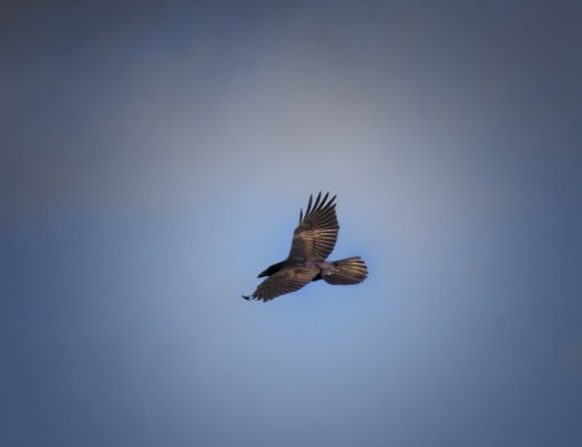 Maralee_Park_140408_62224-Edit