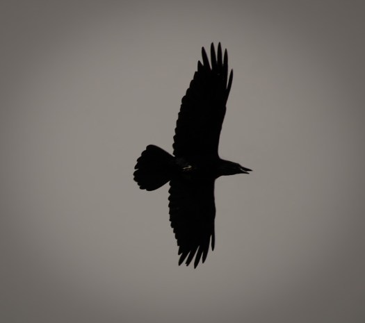 Maralee_Park_140408_62230-Edit