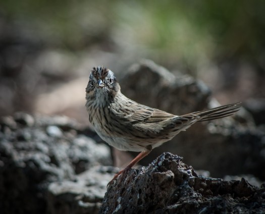 Maralee_Park_140412_62259-Edit