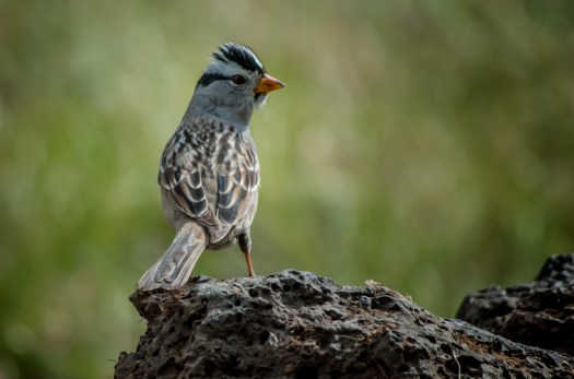 Maralee_Park_140420_62454-Edit