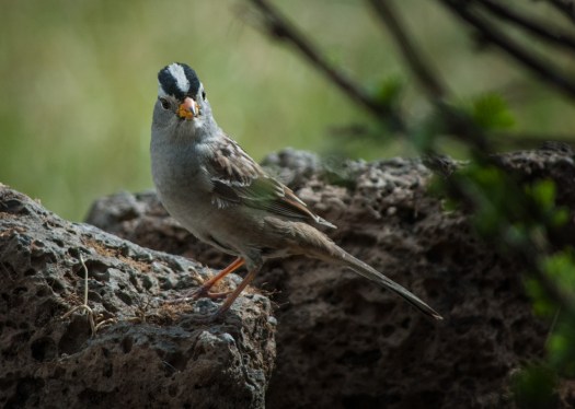 Maralee_Park_140420_62469-Edit