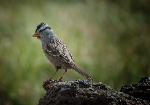 Maralee_Park_140420_62485-Edit