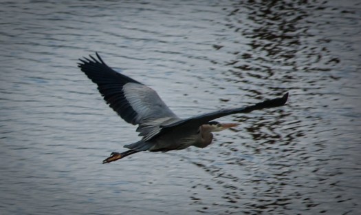 Maralee_Park_140424_62613-Edit