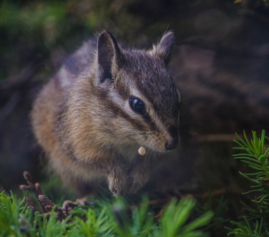 20140527-Chipmunks00020