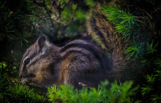 20140527-Chipmunks00030