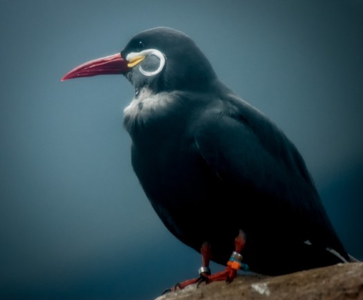 Maralee_Park_140425_62691-Edit