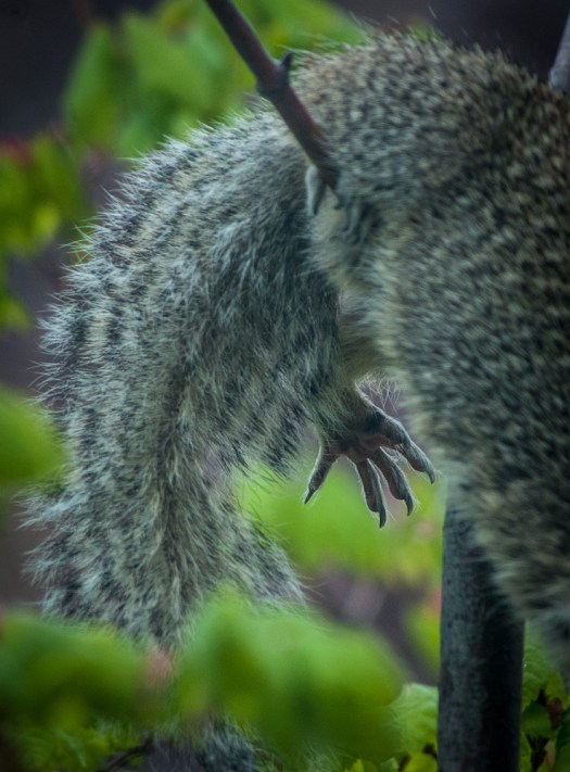 Maralee_Park_140509_63762