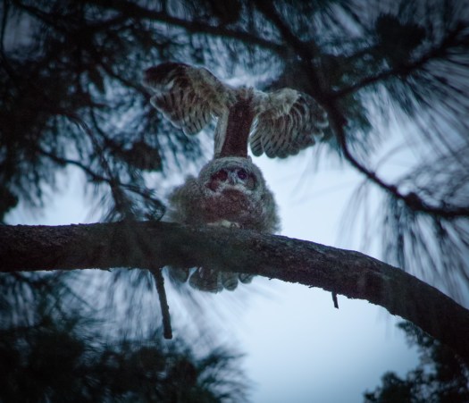 Maralee_Park_140509_63861-Edit