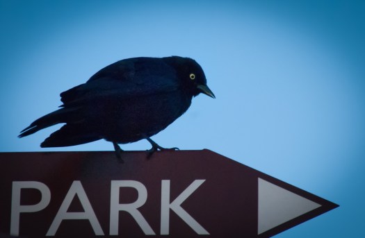 Maralee_Park_140510_63978-Edit