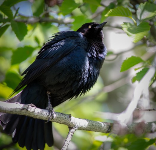 Maralee_Park_140512_64082-Edit