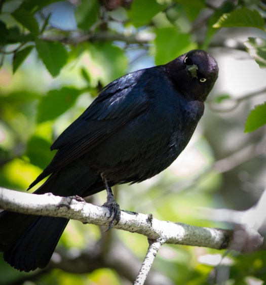 Maralee_Park_140512_64084-Edit