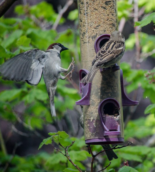 Maralee_Park_140514_64118