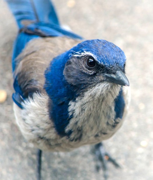 20140527-Chipmunks00001