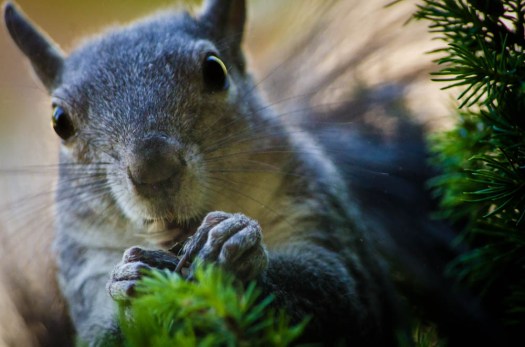 20140605-Squirrel00007