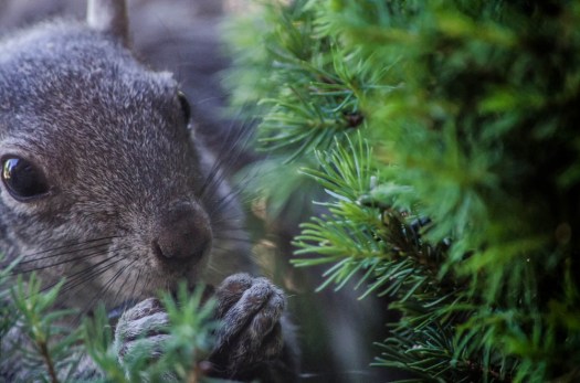 20140605-Squirrel00008