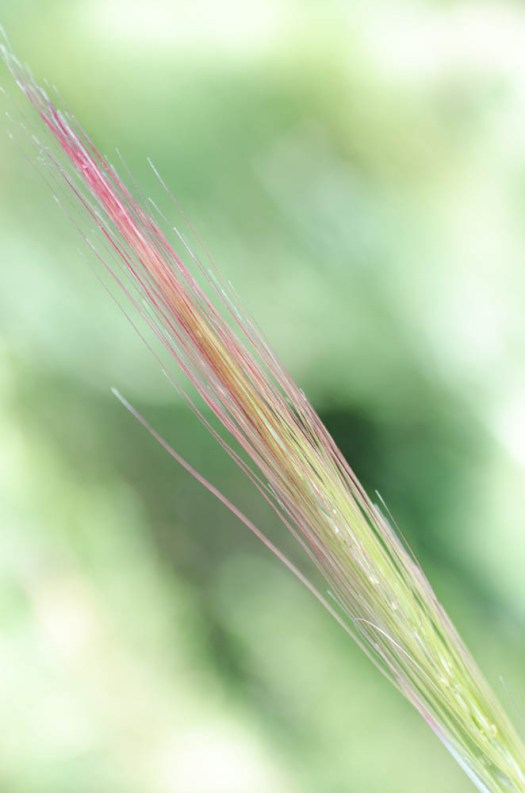 20140606-Flowers00019