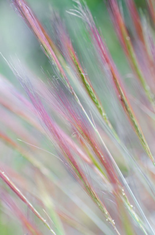 20140606-Flowers00022