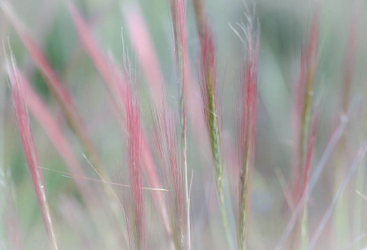 20140606-Flowers00023