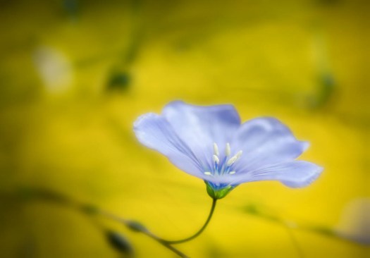 20140606-Flowers00031-2