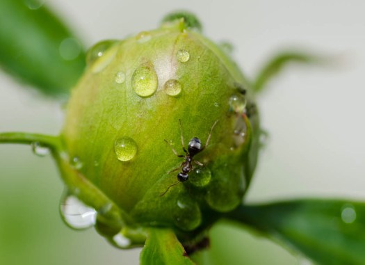 20140606-Flowers00044