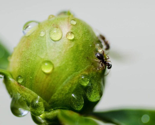 20140606-Flowers00054