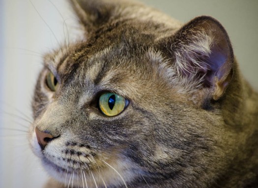 20140609-Animal00012