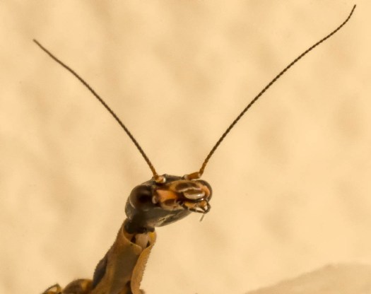 20140610-Insect00012