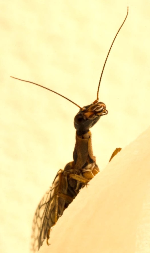 20140610-Insect00013