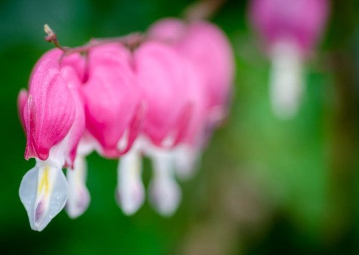 20140613-Flowers00002