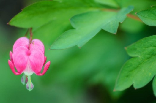 20140613-Flowers00007