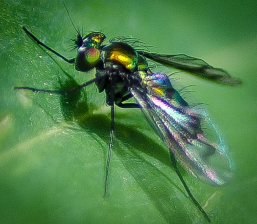 20140613-Insects00003