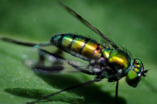 20140613-Insects00025