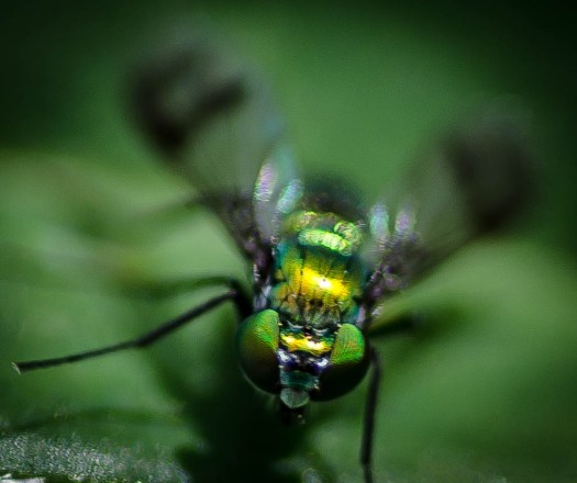 20140613-Insects00029