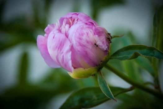 20140617-Peony00007