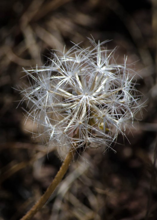 20140619-PilotButte00063