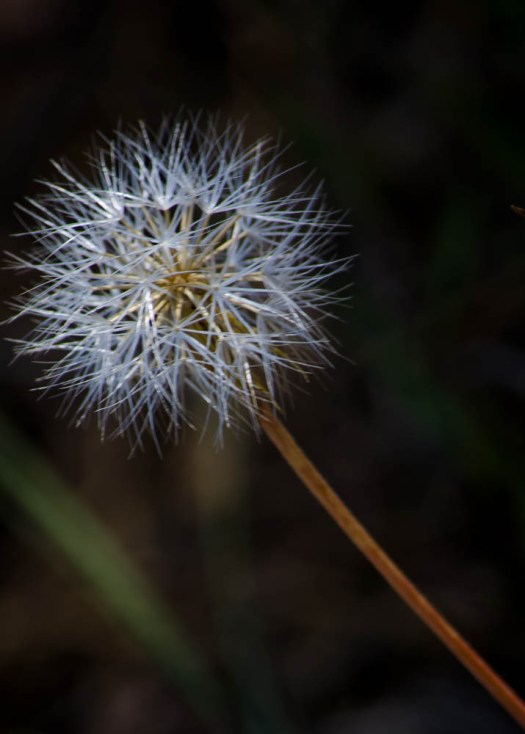 20140619-PilotButte00078