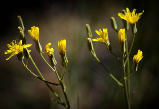 20140619-PilotButte00082