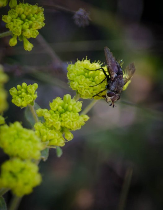20140619-PilotButte00097