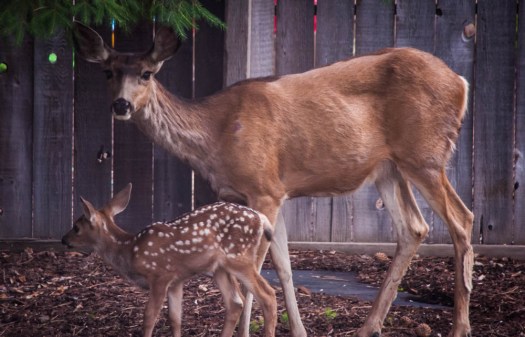 20140625-Fawn00007