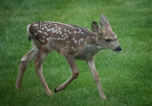 20140625-Fawn00008