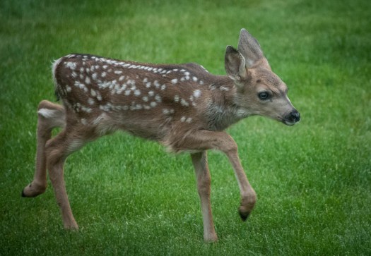 20140625-Fawn00009
